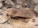 Orthosia cerasi - jarnice lipová