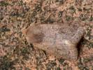 Orthosia cerasi - jarnice lipová