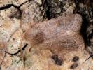 Orthosia cerasi - jarnice lipová