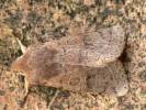 Orthosia cerasi - jarnice lipová