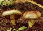 Calonarius odorifer