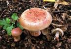 Calonarius rufo-olivaceus