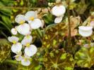 Begonia bowerae 'Tiger'