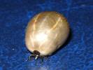 Ixodes ricinus - klíště obecné