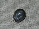 Ixodes ricinus - klíště obecné