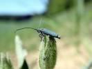 Phytoecia caerulescens caerulescens