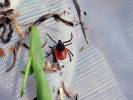 Ixodes ricinus - klíště obecné