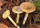 Hygrophorus hypothejus
