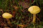 Hygrophorus lucorum