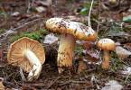Hygrophorus pudorinus