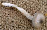 Hygrophorus pustulatus