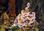 Chondrostereum purpureum - Silverleaf Fungus