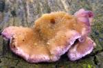 Chondrostereum purpureum - Silverleaf Fungus