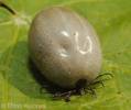 Ixodes ricinus - klíště obecné