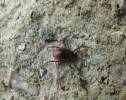 Ixodes ricinus - klíště obecné