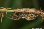 Aculepeira ceropegia - křižák skvostný