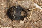 Byrrhus pustulatus