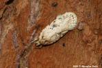 Agonopterix arenella - Brindled Flat-body