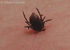 Ixodes ricinus - klíště obecné