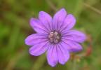 Geranium pyrenaicum - kakost pyrenejský