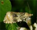 Syricoris lacunana - obaleč jahodníkový