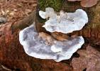Postia caesia - Conifer Blueing Bracket
