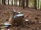 Postia caesia - Conifer Blueing Bracket