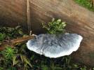 Postia caesia - Conifer Blueing Bracket