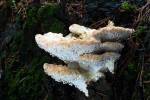 Postia guttulata