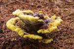 Phaeolus schweinitzii - Dyer's Mazegill