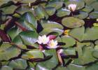 Nymphaea candida - leknín bělostný