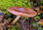 Pluteus cervinus - Deer Shield