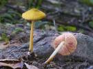 Pluteus leoninus