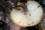 Lentinus arcularius