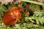Holochelus aequinoctialis - chroustek jarní