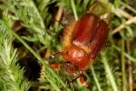 Holochelus aequinoctialis - chroustek jarní
