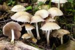Psathyrella candolleana - křehutka Candolleova