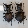Manticora tuberculata