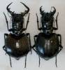 Manticora gruti