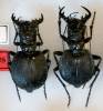 Manticora holubi