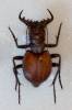 Manticora sichelii