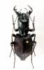 Manticora congoensis