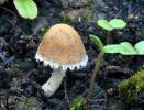 Psathyrella pennata - křehutka opýřená