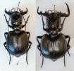 Manticora imperator