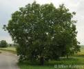 Juglans regia - ořešák královský