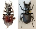 Manticora tibialis