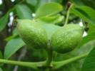 Juglans regia - ořešák královský