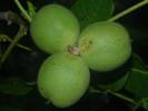 Juglans regia - ořešák královský