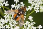 Tachina fera - kuklice červenonohá