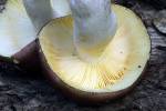 Russula carpini